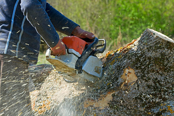 Professional Tree Services in Nogales, AZ